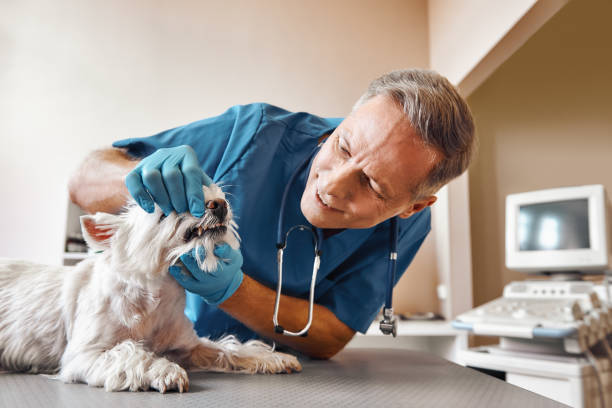 Best Emergency Dental Extractions in Russellville, AL